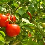 Nine Tips for Growing Yummy Tomatoes
