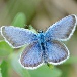 Learning with a Butterfly Habitat