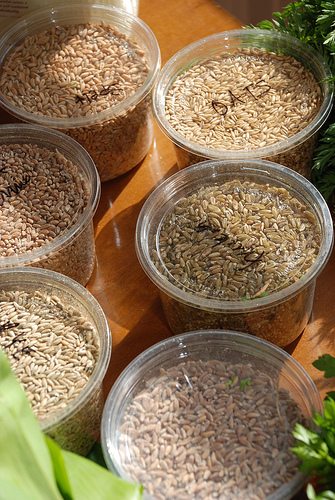 whole grains, balanced diet, food, health