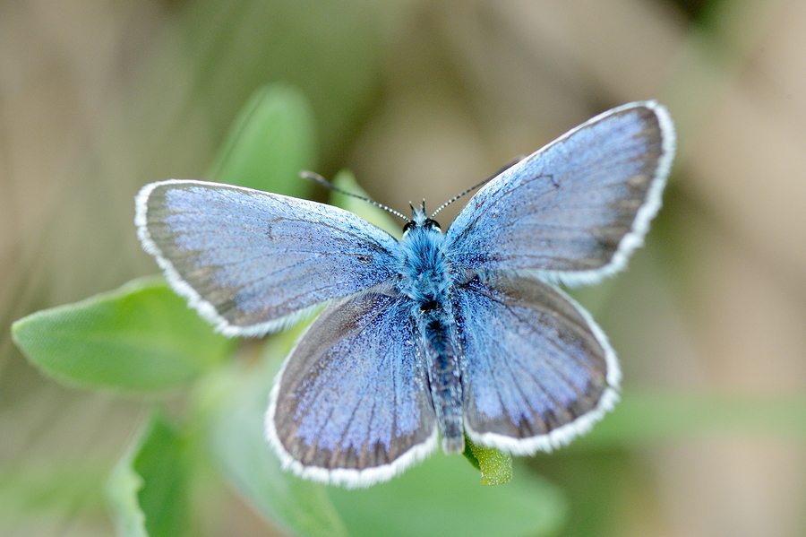 butterfly habitat day star montessori